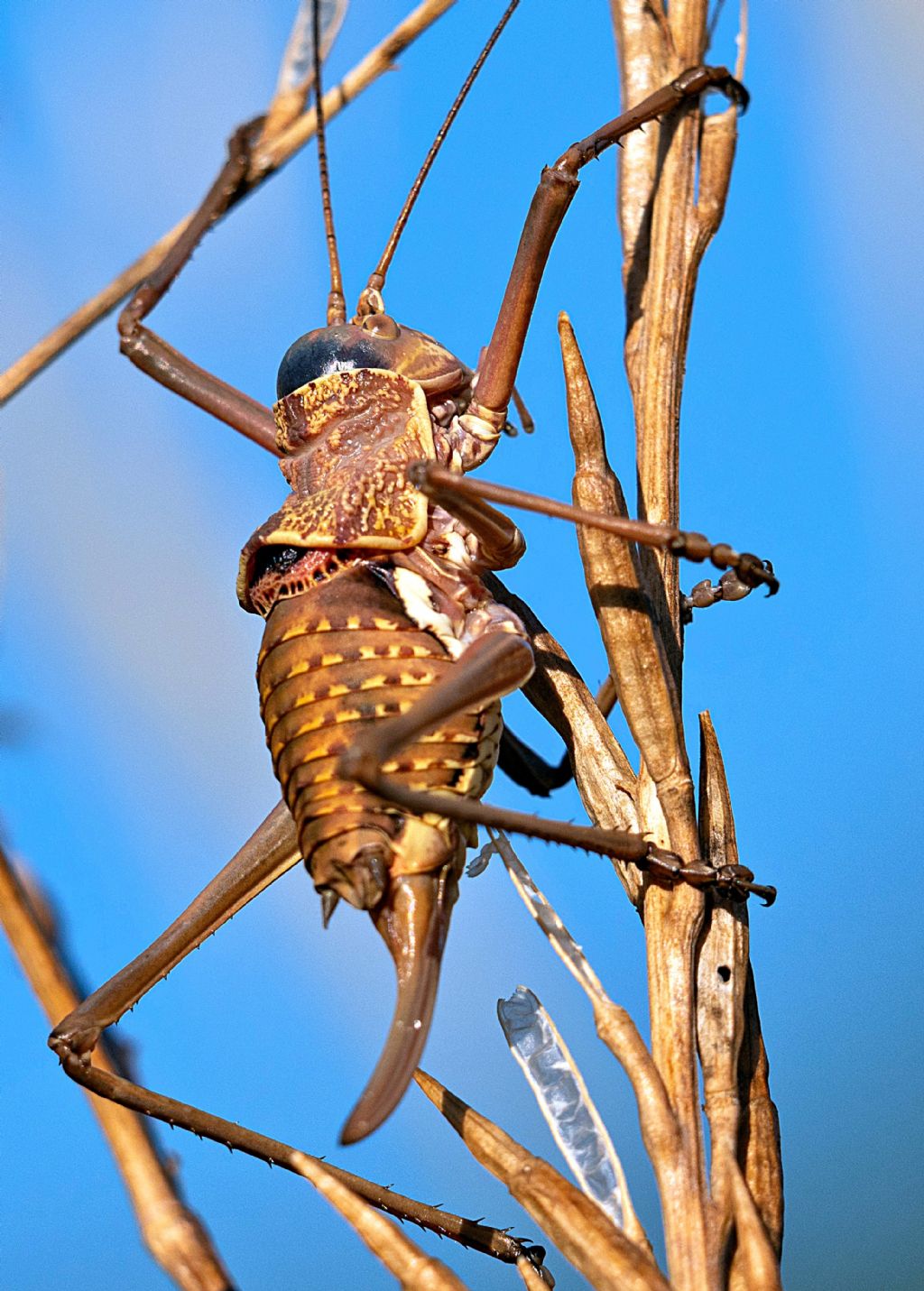 Ephipigger italicus, apulus o altro ? Uromenus elegans